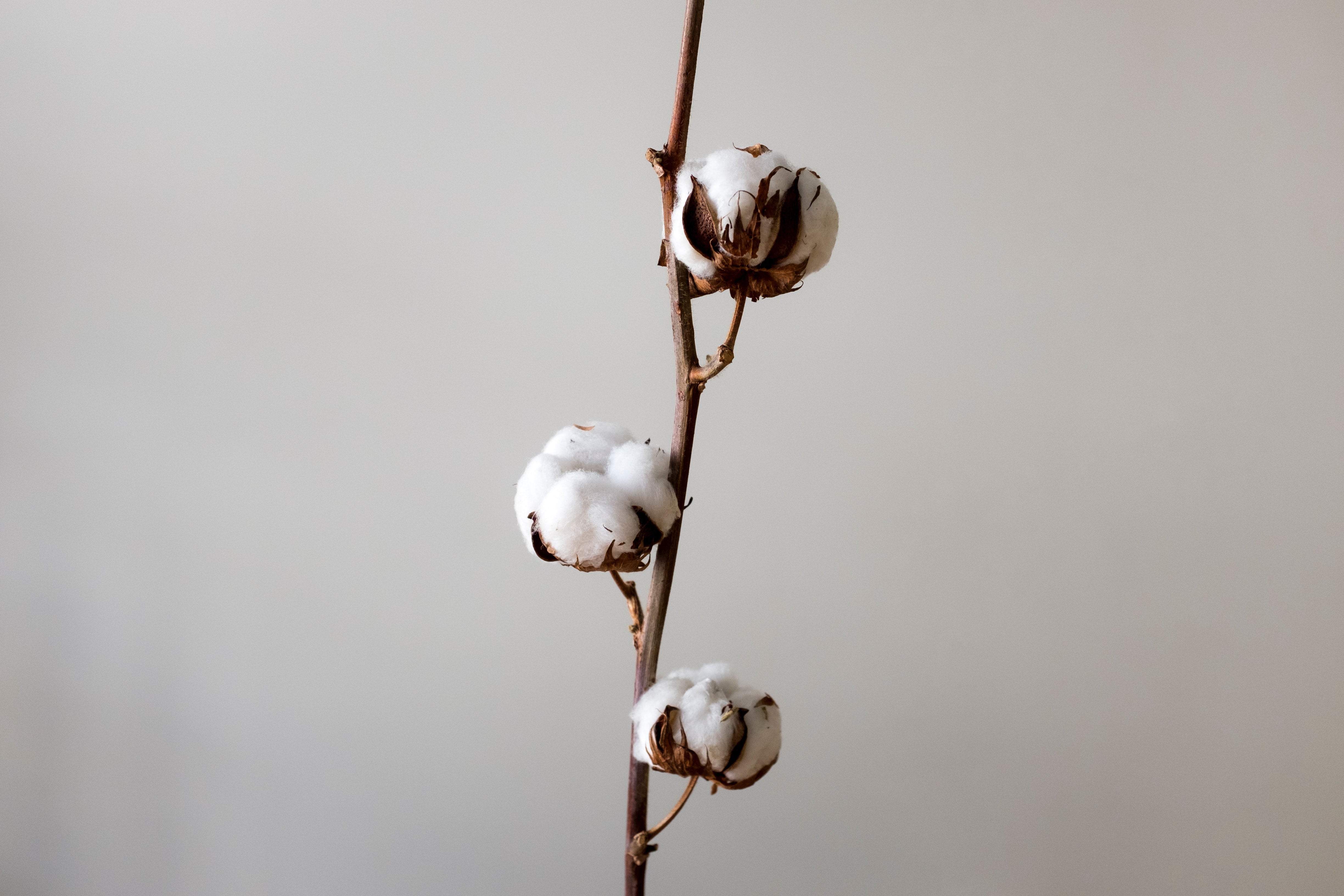 Bamboo or Cotton - What is better for the babies?
