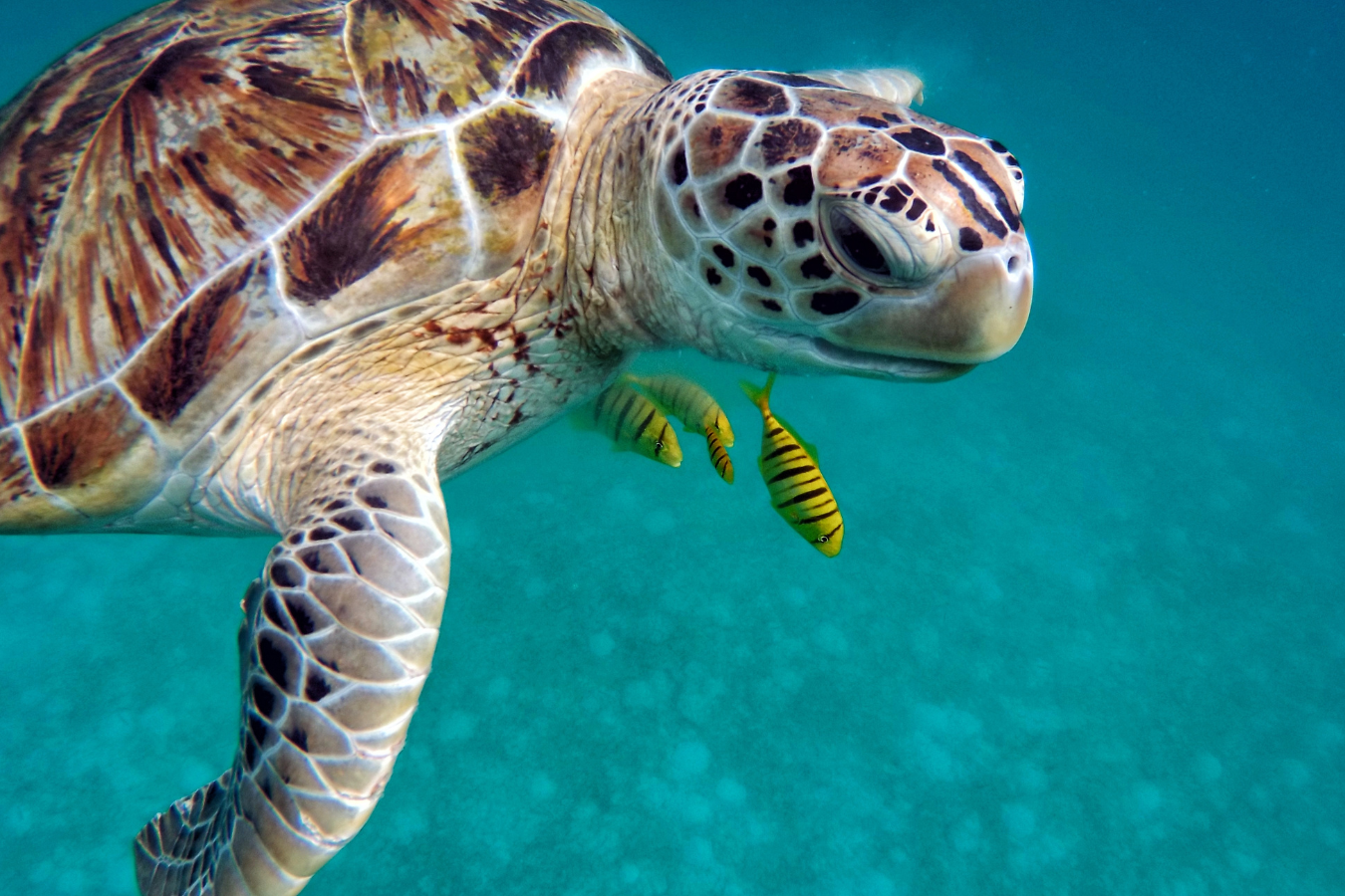 Endangered Sea Turtles: Guardians of the Oceans in Peril